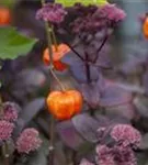 Blasenkirsche - Physalis alkekengi var.franchetii