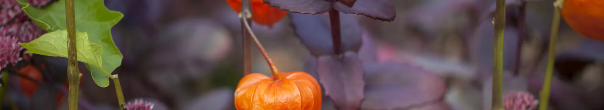 Schaurig schöne Tischgirlande aus Physalis