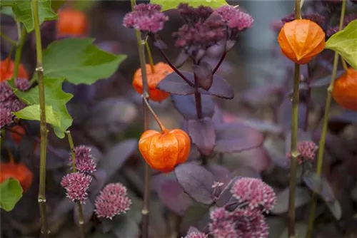 Blasenkirsche - Physalis alkekengi var.franchetii