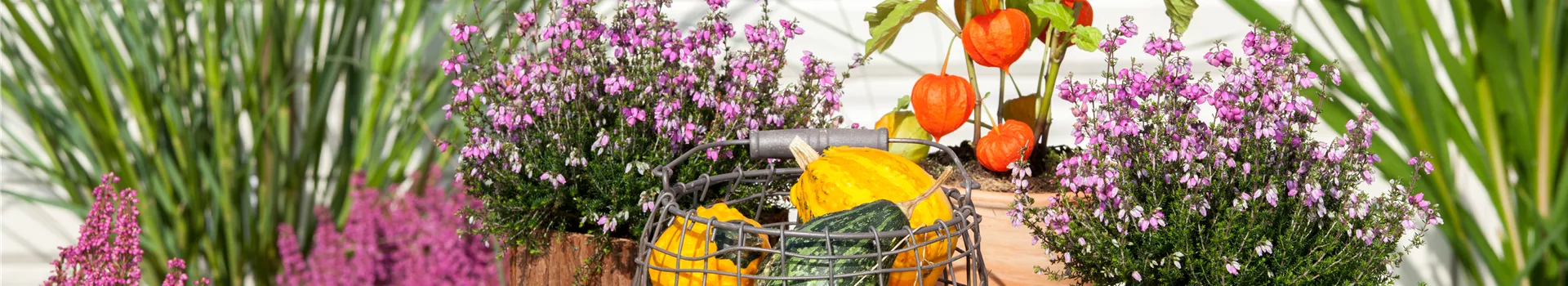 Mit der Lampionblume den Garten festlich schmücken