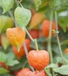 Blasenkirsche - Physalis alkekengi var.franchetii