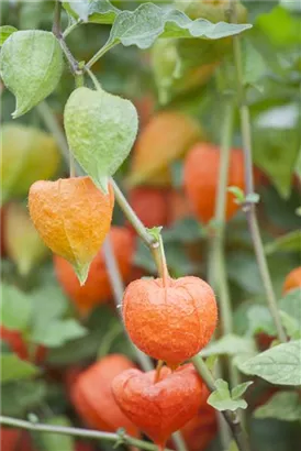 Blasenkirsche - Physalis alkekengi var.franchetii