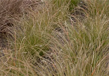 Carex testacea - Rote Segge