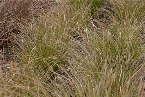 Rote Segge - Carex testacea