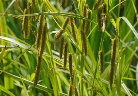 Carex pseudocyperus - Scheinzypergras-Segge