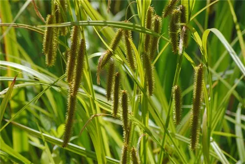 Hänge-Segge - Carex pendula