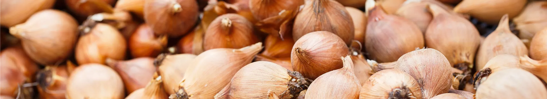 Blumenzwiebeln – kleine Zwiebeln mit großer Wirkung