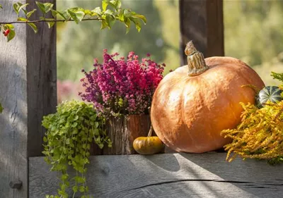 Herbstliche Dekoration im Kürbis