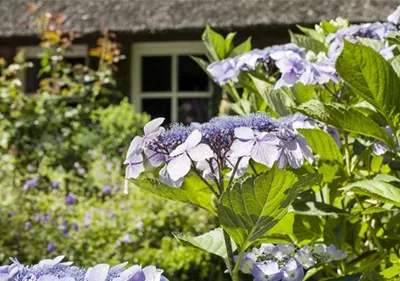 Hortensien überwintern – gesund durch die kalte Jahreszeit