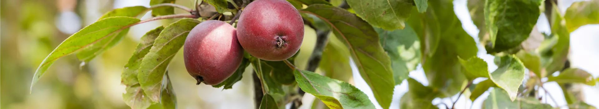 Achtung, fertig, Naschzeit - Die Ernte geht los!