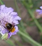 Garten-Tauben-Skabiose - Scabiosa columbaria 'Butterfly Blue'