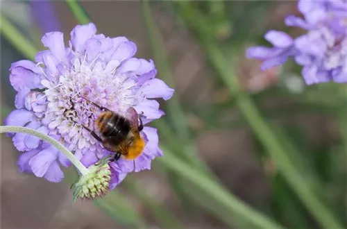 Garten-Tauben-Skabiose - Scabiosa columbaria 'Butterfly Blue'