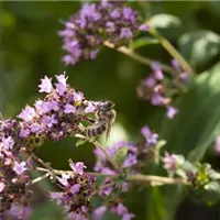 Bienenfreundliche Sommerblumen