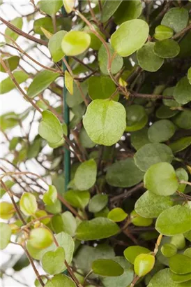 Teppich-Scheinknöterich - Muehlenbeckia axillaris