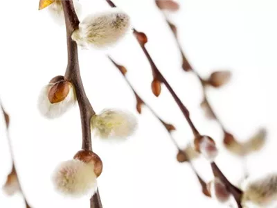 Einen Sichtschutz oder Gartenbegrenzung mit Weiden ziehen