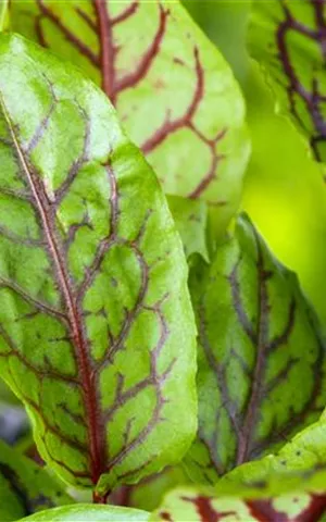 Rumex acetosa