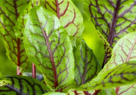 Rumex acetosa - Großer Sauerampfer