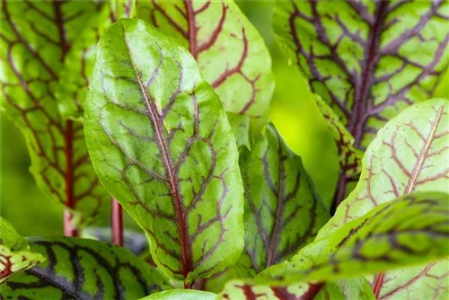 Großer Sauerampfer - Rumex acetosa