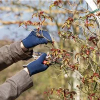 Die Kandidaten im Frühling