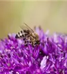 Schnitt-Lauch - Allium schoenoprasum