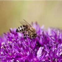 Bienen und Blüten