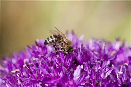 Schnitt-Lauch - Allium schoenoprasum