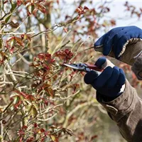 So geht der Rückschnitt im Frühling