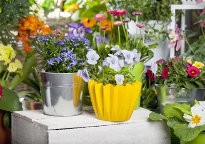 Frühling auf dem Balkon - Hornveilchen, Narzisse und Co.