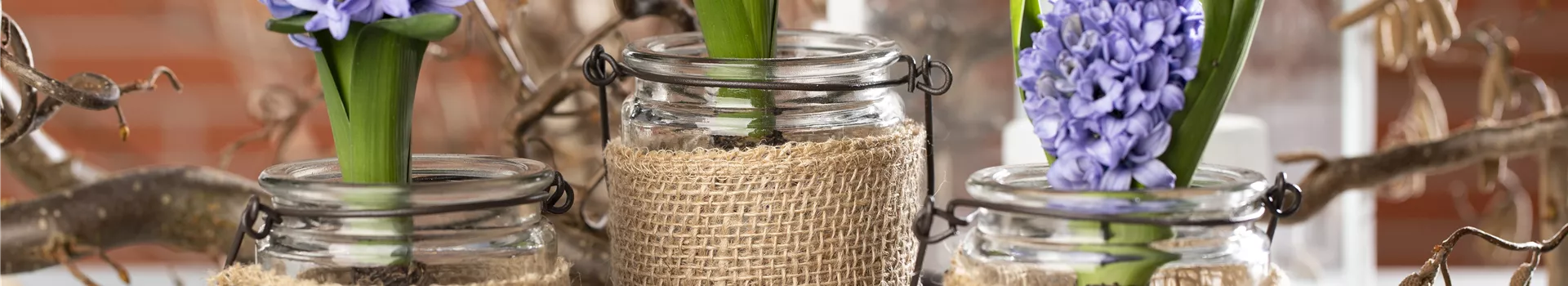 Blumenzwiebeln im Haus – Frühling im Wohnzimmer