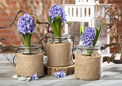 Blumenzwiebeln im Haus – Frühling im Wohnzimmer