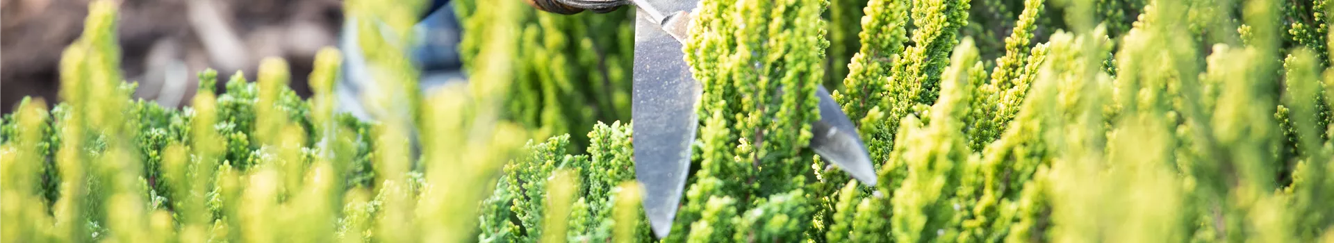 Für die Gesundheit – Rückschnitt im Frühling