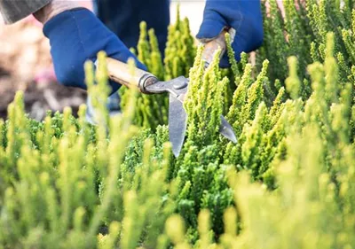 Für die Gesundheit – Rückschnitt im Frühling