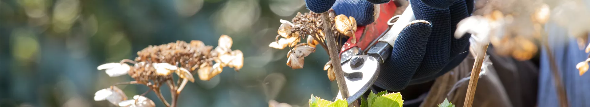 Alte Blütenstände machen Platz für neue Blüten