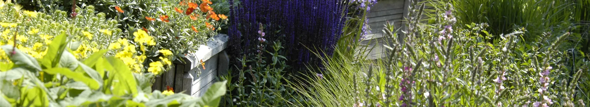 Das Staudenbeet – ein Blütenmeer im Garten