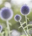 Kugeldistel - Echinops ritro