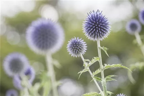 Kugeldistel - Echinops ritro