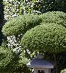 Japan-Stechpalme - Ilex crenata