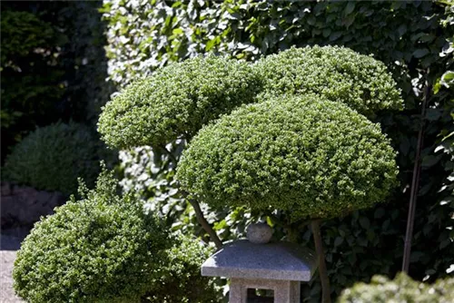 Japan-Stechpalme - Ilex crenata