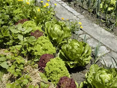 Der Gemüsegarten – weder spießig noch langweilig