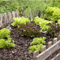 Ein Plan für den Gemüsegarten