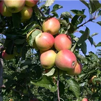 Obst im Gemüsegarten? Ja bitte!