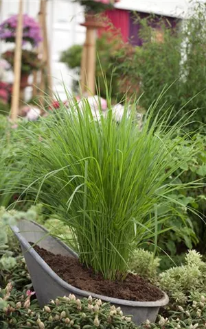 Panicum virgatum 'Northwind'