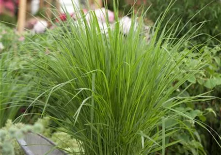 Panicum virgatum 'Northwind' - Garten-Ruten-Hirse