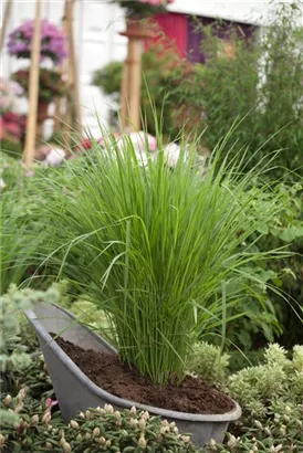 Garten-Ruten-Hirse - Panicum virgatum 'Northwind'