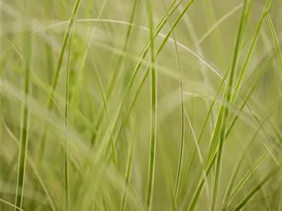 Auf die Feinheiten kommt es an: wie Gräser den Garten aufwerten