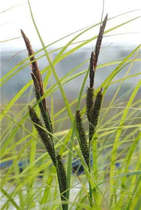 Schlanke Segge - Carex acuta