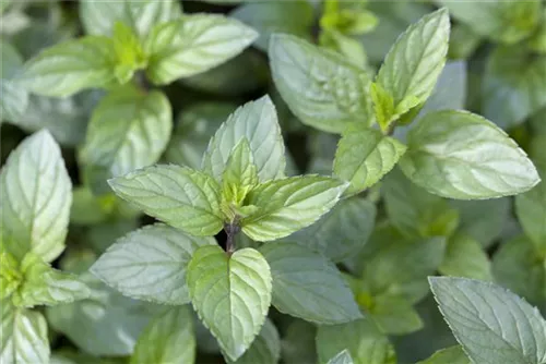 Schokoladen-Minze - Mentha x piperita 'Chocolate'