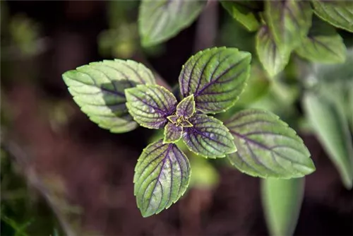 Schokoladen-Minze - Mentha x piperita 'Chocolate'