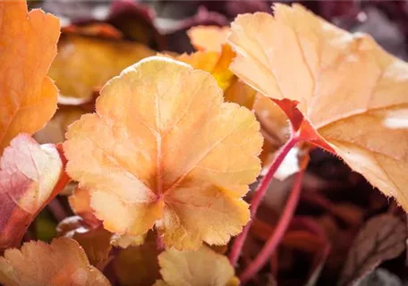 Heuchera micrantha 'Peach Flambé' -R- - Garten-Silberglöckchen