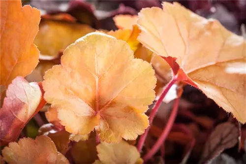 Garten-Silberglöckchen - Heuchera micrantha 'Peach Flambé' -R-